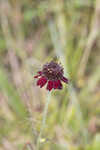 Grassleaf coneflower